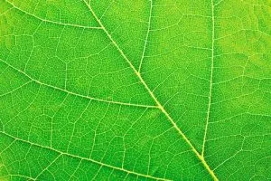Aura-Farben bedeutung. Was bedeutet Grün?
