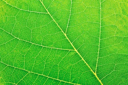 Aura-Farben bedeutung. Was bedeutet Grün?
