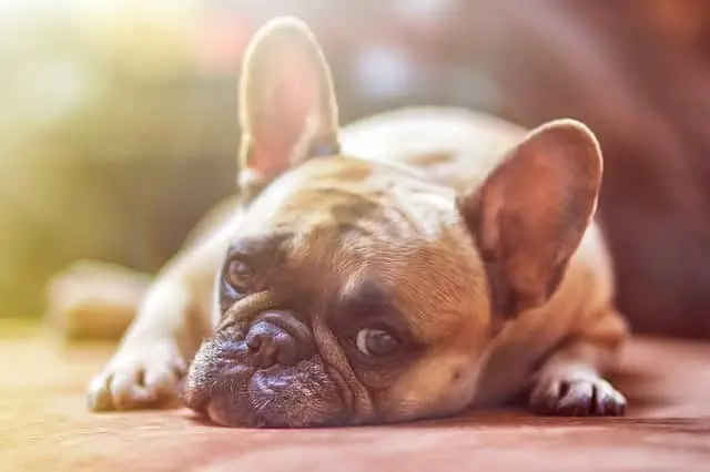Gibt es ein Leben nach dem Tod für Tiere? Haustiere im Jenseits